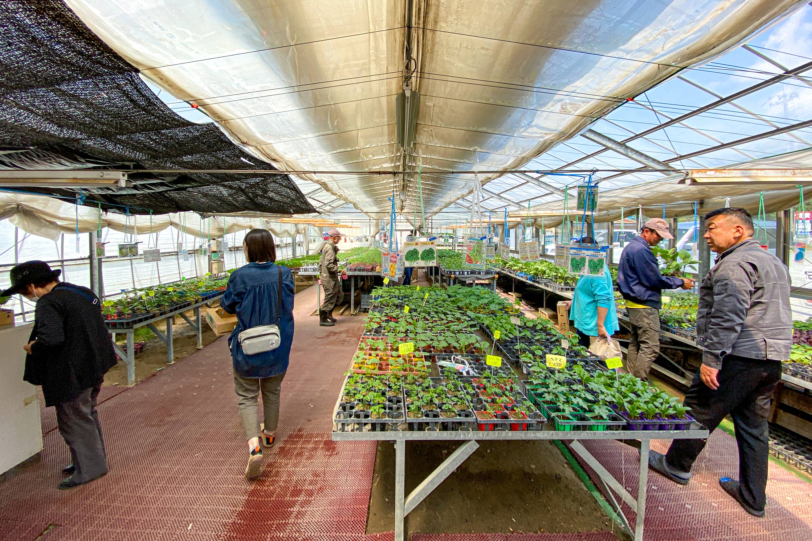 入手可能な時に苗を購入しておく | Simply mini J