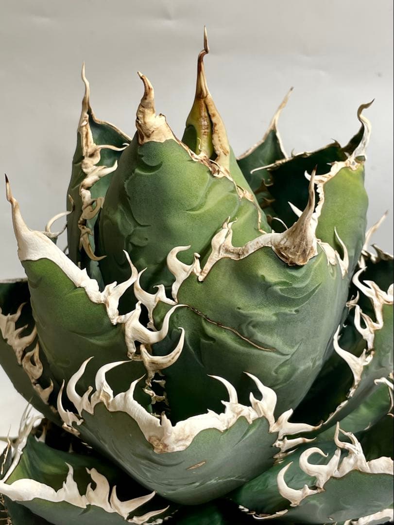 現品 親株 アガベ チタノタ 海王 アガベ チタノタ 